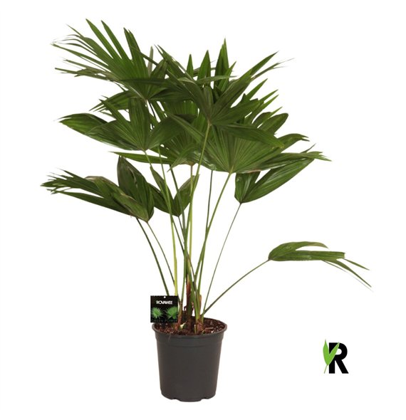 Palmen Livistona chinensis 3 pp 110cm 24cm Q2464