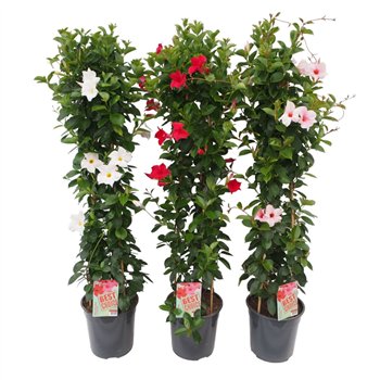 Mandevilla sundaville mix Sundaville (Dipladenia) P24 piramide 3 pp 110cm 24cm Q2473