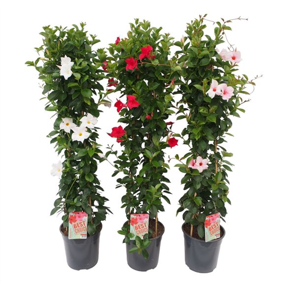 Mandevilla sundaville mix Sundaville (Dipladenia) P24 piramide 3 pp 110cm 24cm Q2473