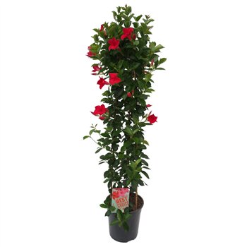 Mandevilla sundaville red Sundaville (Dipladenia) rood P24 piramide 3 pp 110cm 24cm Q2477