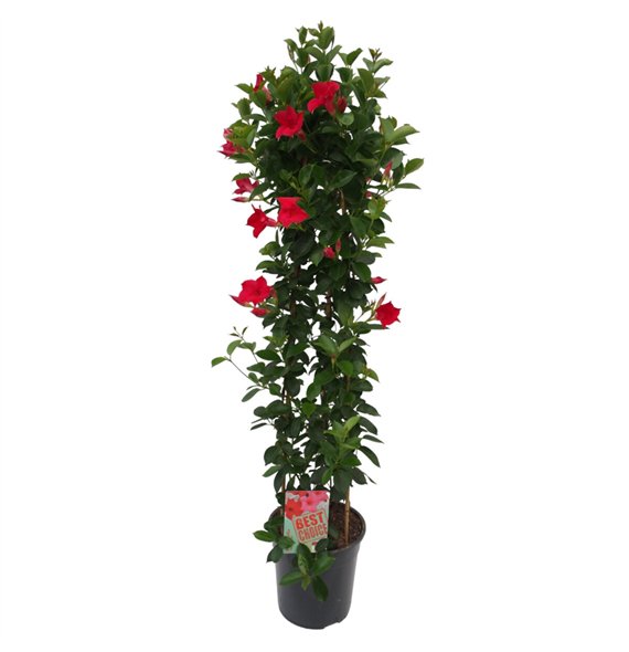 Mandevilla sundaville red Sundaville (Dipladenia) rood P24 piramide 3 pp 110cm 24cm Q2477