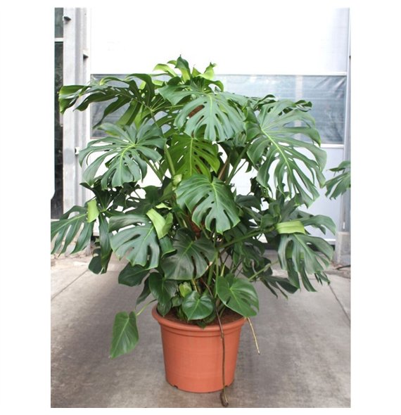 Monstera deliciosa deliciosa9 pp 170cm 55cm Q2497