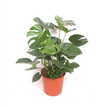 Monstera deliciosa deliciosapp 90cm 30cm Q2498