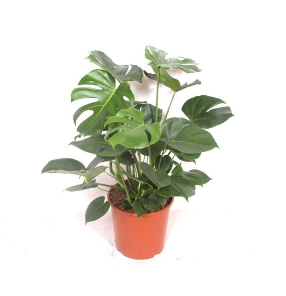 Monstera deliciosa deliciosapp 90cm 30cm Q2498
