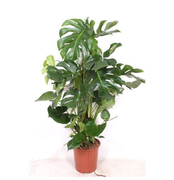 Monstera deliciosa deliciosapp 120cm 27cm Q2499