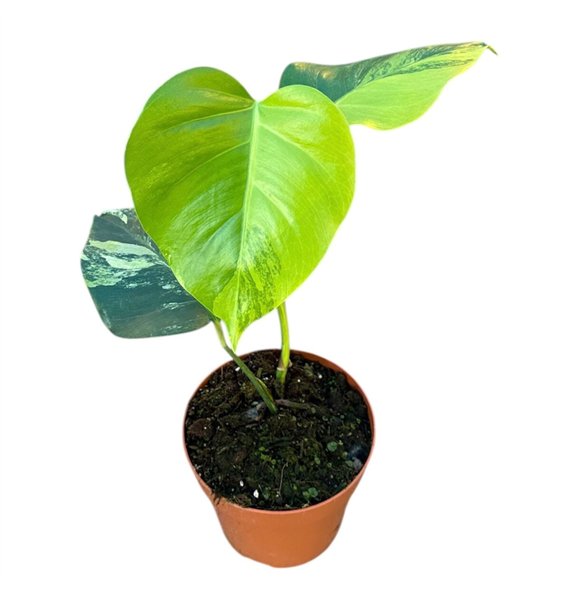 Monstera Deliciosa Aurea 1 pp 30cm 17cm Q2507