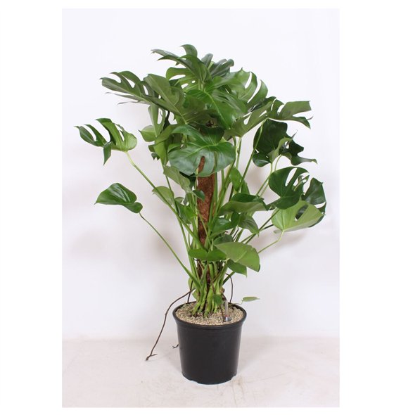 Monstera deliciosa deliciosa9 pp 130cm 32cm Q2508