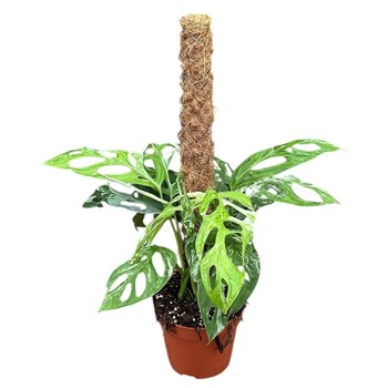 Monstera Adansonii Indonesian Marble 1 pp 50cm 17cm Q2510