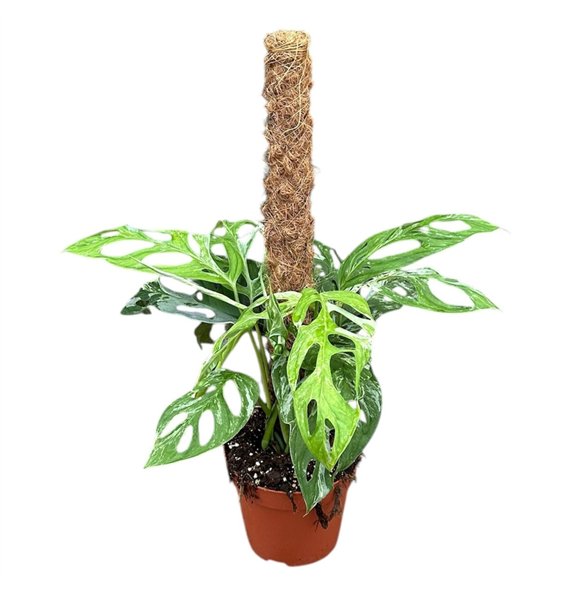 Monstera Adansonii Indonesian Marble 1 pp 50cm 17cm Q2510
