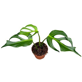 Monstera Burle Marx Flame 1 pp 30cm 17cm Q2513
