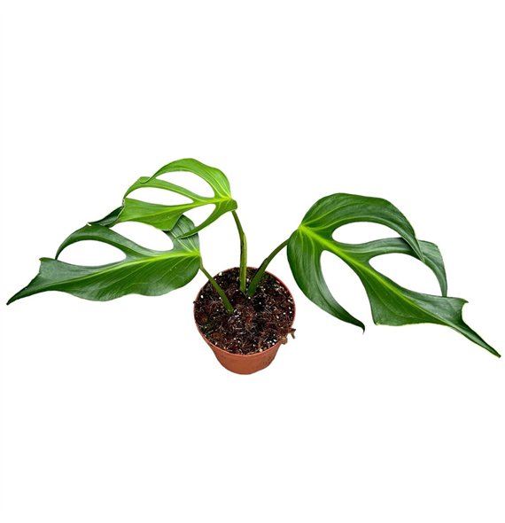Monstera Burle Marx Flame 1 pp 30cm 17cm Q2513