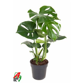 Monstera deliciosa Deliciosa struik P19pp 70cm 19cm Q2519