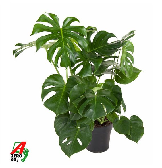 Monstera deliciosa Deliciosa struik P24pp 80cm 24cm Q2521
