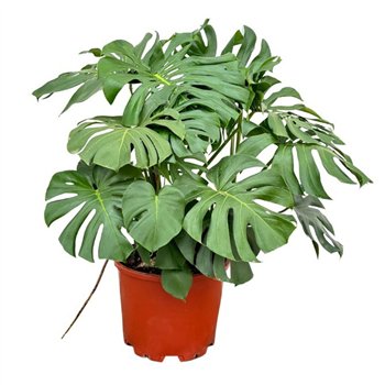 Monstera deliciosa Deliciosa - 130cm 6 pp 130cm 45cm Q2522
