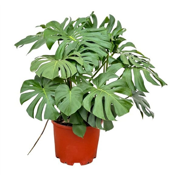 Monstera deliciosa Deliciosa - 130cm 6 pp 130cm 45cm Q2522