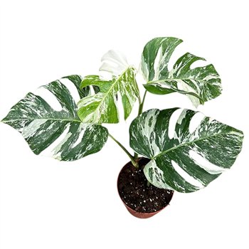 Monstera deliciosa variegata Deliciosa Variegata 1 pp 50cm 17cm Q2525