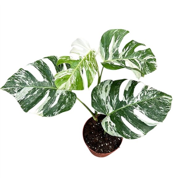 Monstera deliciosa variegata Deliciosa Variegata 1 pp 50cm 17cm Q2525