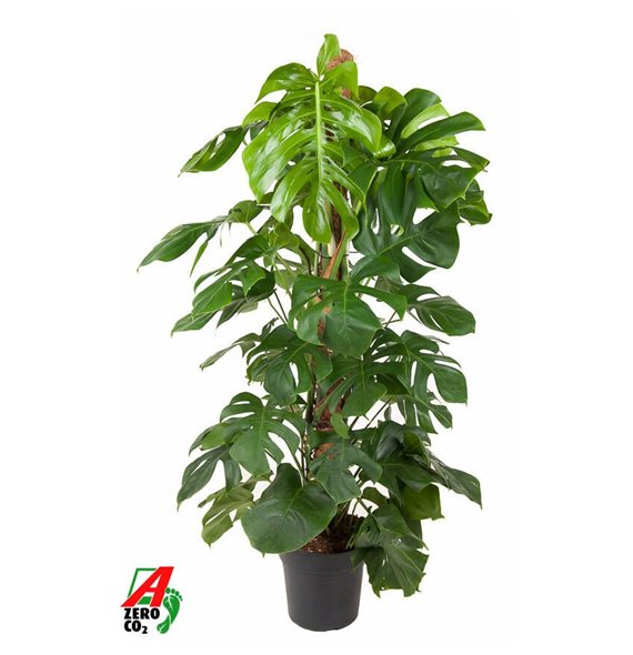 Monstera deliciosa Deliciosa Mosstok P27pp 150cm 27cm Q2526