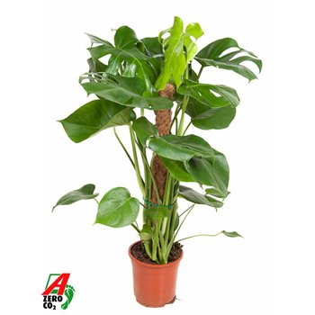 Monstera deliciosa Deliciosa mosstok P19pp 80cm 19cm Q2527