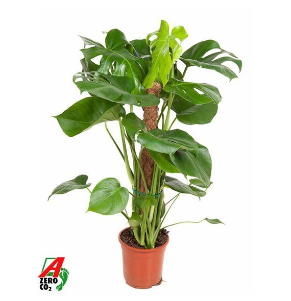 Monstera deliciosa Deliciosa mosstok P19pp 80cm 19cm Q2527