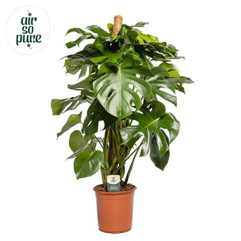 Monstera deliciosa Deliciosa MOSSTOK p24 2 pp 120cm 24cm Q2530