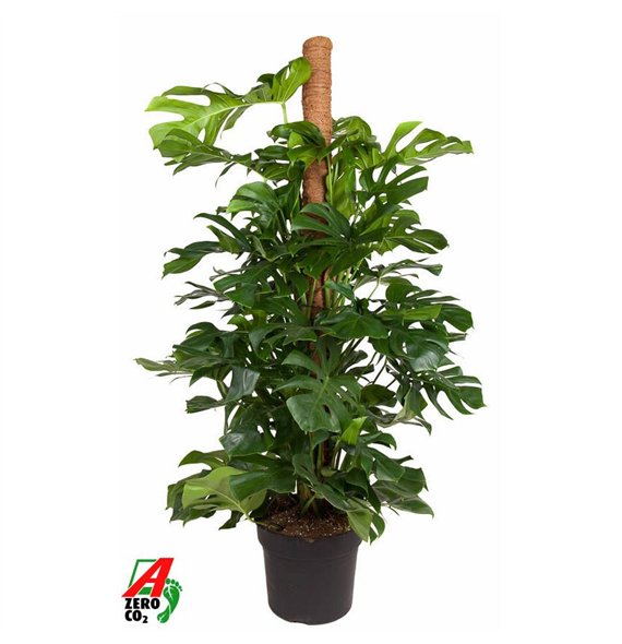 Monstera deliciosa Deliciosa mosstok P40-1805 pp 180cm 40cm Q2533