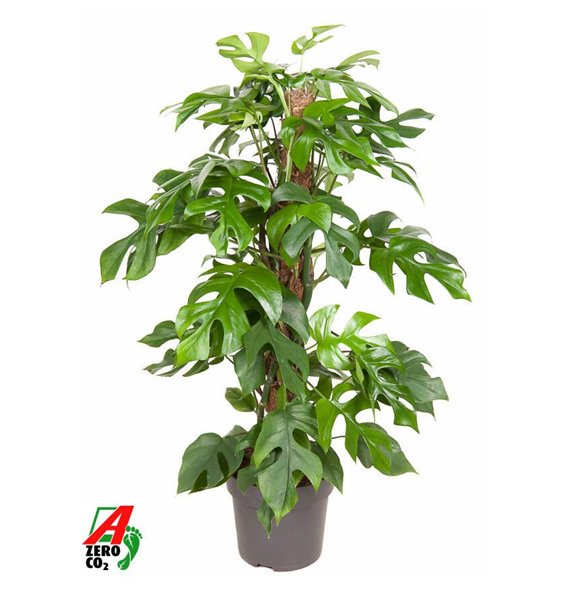Monstera minima Minima mosstok P19 (NO GAP)pp 80cm 19cm Q2537
