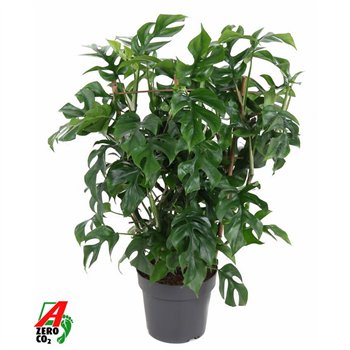 Monstera minima Minima on rek P19 (NO GAP)pp 60cm 19cm Q2538