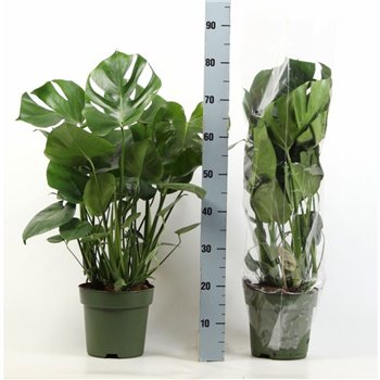 Monstera deliciosa 70cm 21cm Q2549