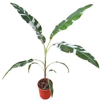 Bananovec Florida 1 pp 180cm 27cm Q2560