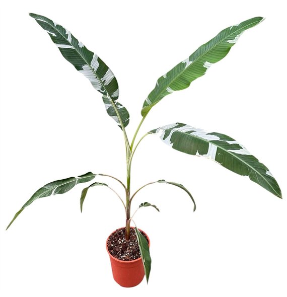 Bananovec Florida 1 pp 180cm 27cm Q2560