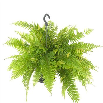 Nephrolepis exaltata Tiger Fern 60cm 60cm 20cm Q2575