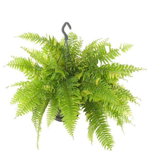 Nephrolepis exaltata Tiger Fern 60cm 60cm 20cm Q2575