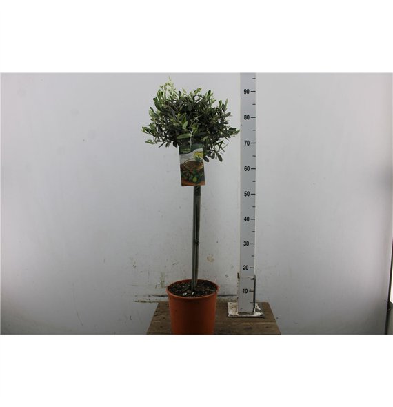 Oljka Olea europaea Europaea (maimone It-19-1231) 65cm 18cm Q2583