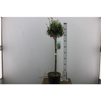 Oljka Olea europaea Europaea (maimone It-19-1231) 95cm 21cm Q2584