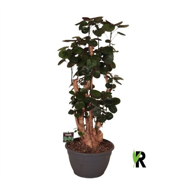 Polyscias fabian Fabian bonsai 1 pp 100cm 30cm Q2666