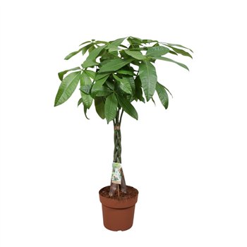 Pachira aquatica vlecht 5 pp 110cm 24cm Q2673
