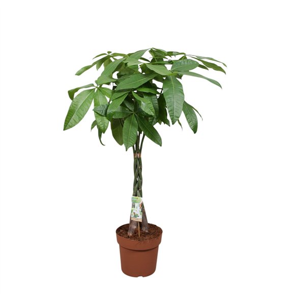 Pachira aquatica vlecht 5 pp 110cm 24cm Q2673