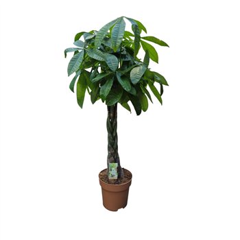 Pachira aquatica vlecht 5 pp 120cm 27cm Q2674