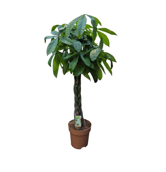 Pachira aquatica vlecht 5 pp 120cm 27cm Q2674