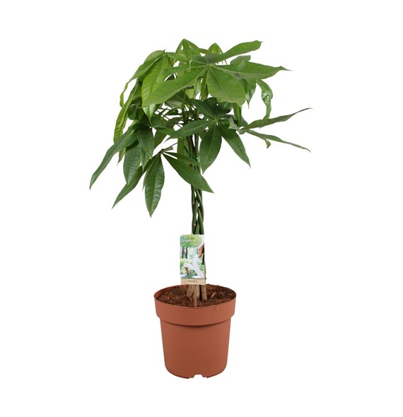 Pachira aquatica vlecht - hoogte 80-905 pp 80cm 21cm Q2677
