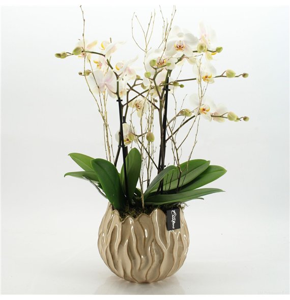 Orhideja Phalaenopsis LICR-2602 Limited Edition 1 pp 80cm 24cm Q2903