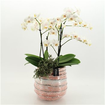 Orhideja Phalaenopsis LICR-2610W Limited Edition 2 pp 85cm 24cm Q2986