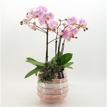 Orhideja Phalaenopsis LICR-2610RZ Limited Edition 2 pp 85cm 24cm Q2987