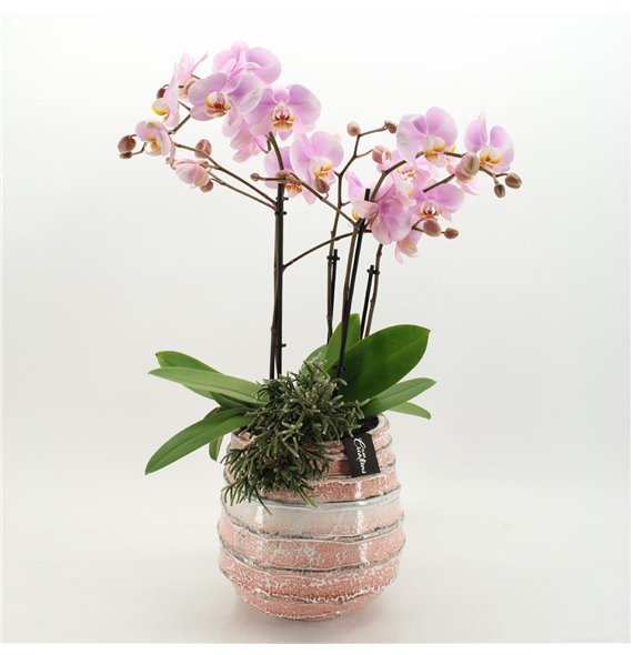 Orhideja Phalaenopsis LICR-2610RZ Limited Edition 2 pp 85cm 24cm Q2987