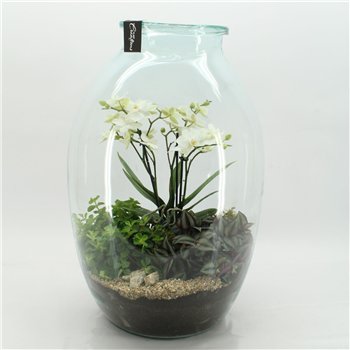 Orhideja Phalaenopsis PHAL-2614W creatie terrarium 3 pp 60cm 36cm Q3020