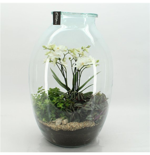 Orhideja Phalaenopsis PHAL-2614W creatie terrarium 3 pp 60cm 36cm Q3020