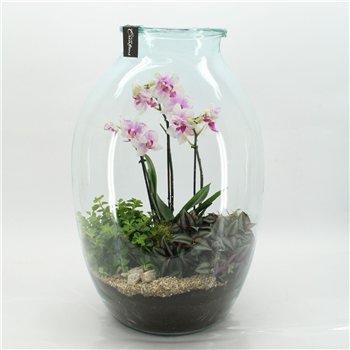 Orhideja Phalaenopsis PHAL-2614RZ creatie terrarium 3 pp 60cm 36cm Q3021