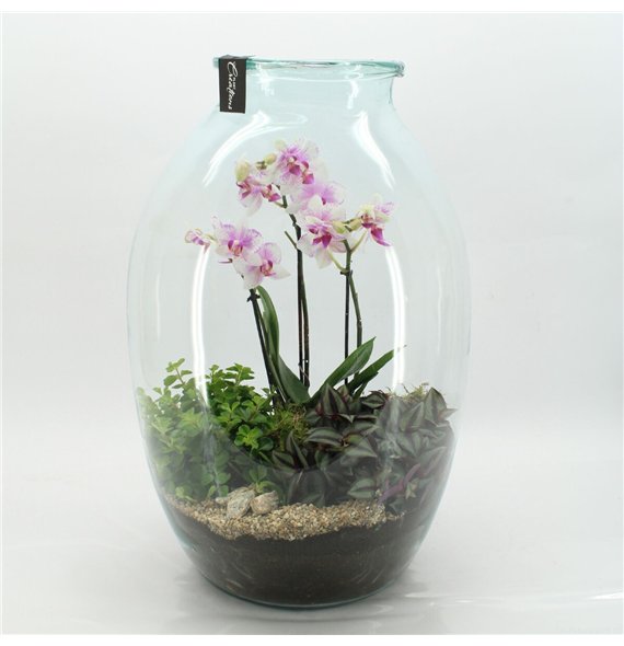 Orhideja Phalaenopsis PHAL-2614RZ creatie terrarium 3 pp 60cm 36cm Q3021