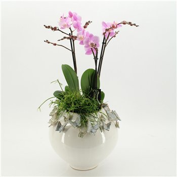 Orhideja Phalaenopsis LICR-2608RZ Limited Edition 2 pp 70cm 27cm Q3027